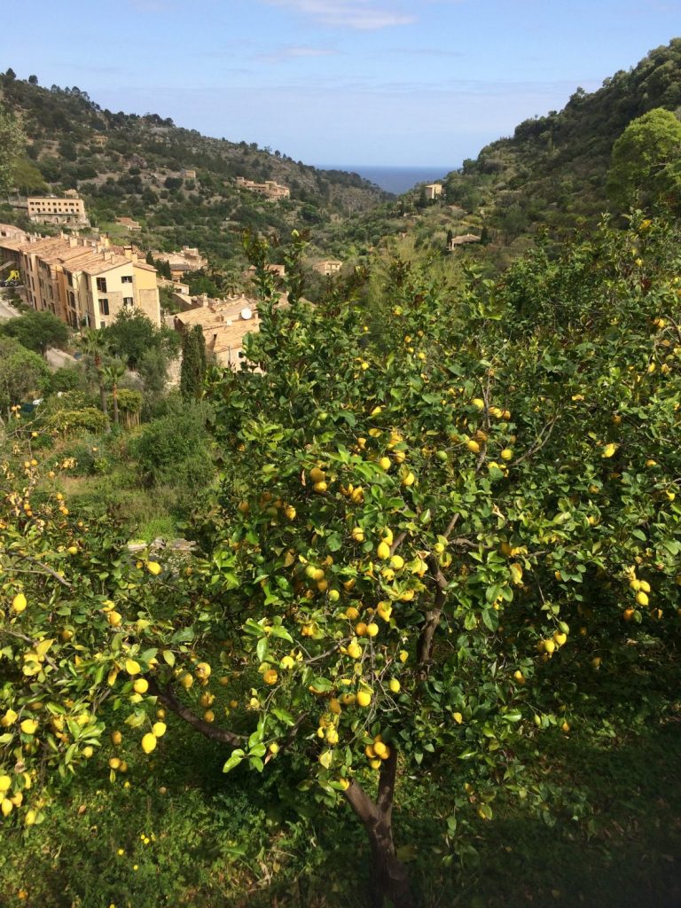 Zitronen- und Orangenbäume-Mallorca