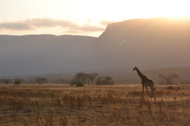 Giraffe im Sonnenuntergang in Suedafrika
