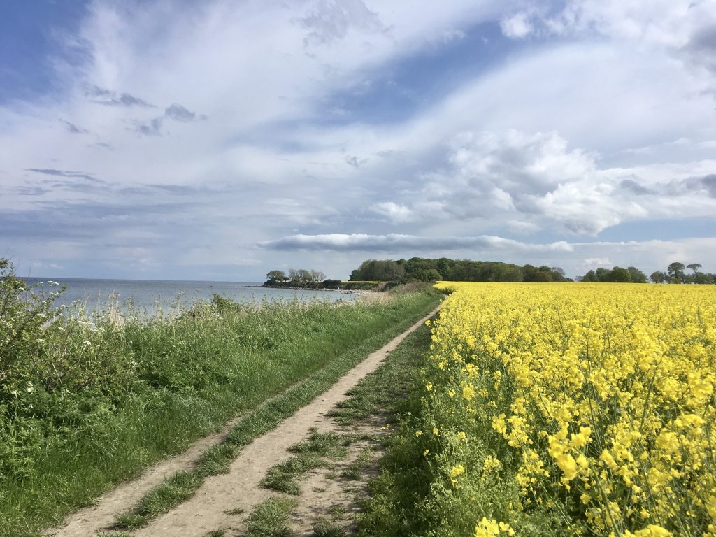 Fehmarn: Meer und Rapsfeld