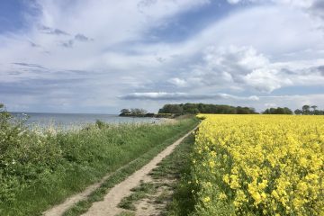 Fehmarn: Meer und Rapsfeld